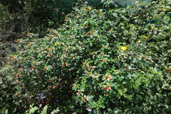 Euphorbia cyathophora